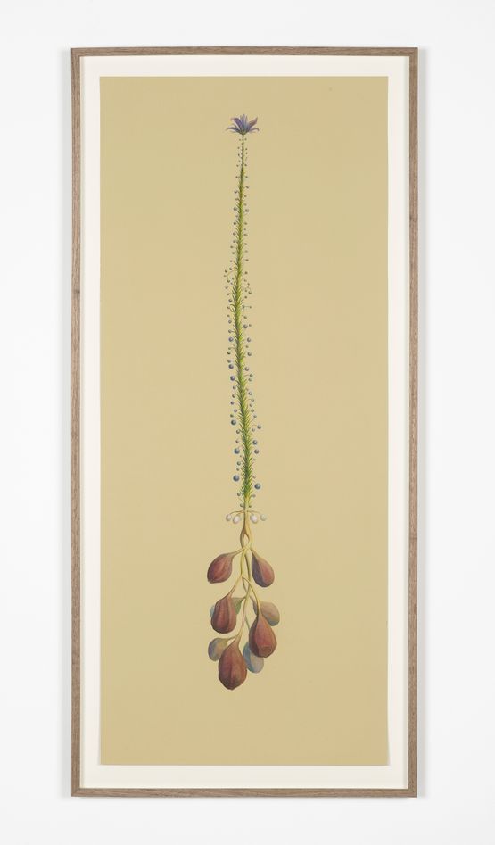 Ecstatic Hangings by David Thorpe contemporary artwork Works on Paper