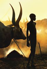 Dinka Boy with Namesake Ox South Sudan by Carol Beckwith  Angela Fisher contemporary artwork print