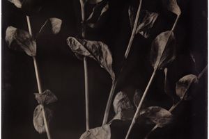 Walter Schels