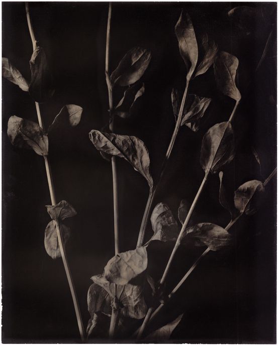 Folia by Walter Schels contemporary artwork Photography