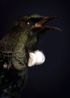 My Tui Sings South Canterbury Museum by Fiona Pardington contemporary artwork Photography