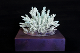 Hybrid I by Shezad Dawood contemporary artwork sculpture