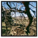 N311 Mars Avril 2005 by Jean-Luc Mylayne contemporary artwork photography print