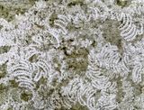 Worm Track by Lee Jo-mei contemporary artwork print sculpture