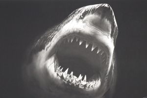 Robert Longo