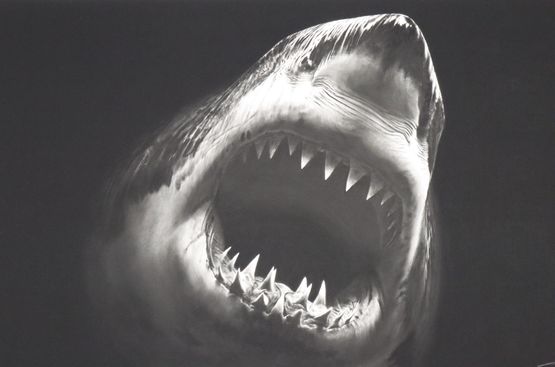 Bruce by Robert Longo contemporary artwork Print