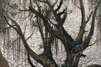 Wu Guan Zhong contemporary artist
