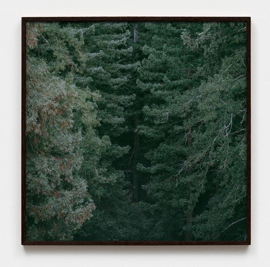 Untitled Woodland 43 by Daniel Gustav Cramer contemporary artwork Photography