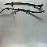 Whispers of Trees-Pine-The Universe in a Nutshell by Chu Chu contemporary artwork photography works on paper