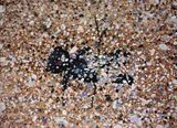 Sandy beach by Eguchi Ayane contemporary artwork painting