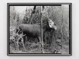 Eighteenth Beast by Gerard Byrne contemporary artwork photography