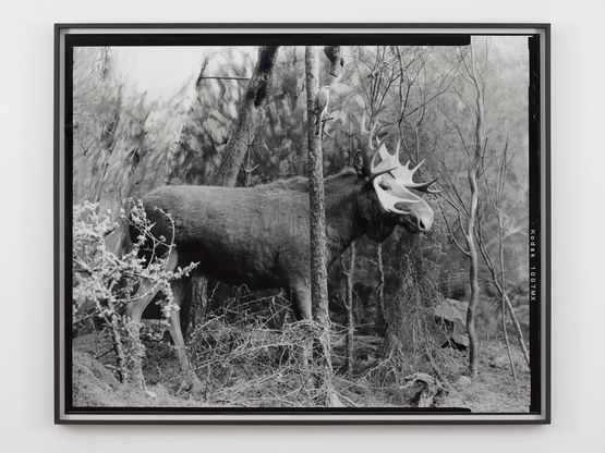 Eighteenth Beast by Gerard Byrne contemporary artwork Photography