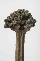 Arvore Tree by Megumi Yuasa contemporary artwork sculpture