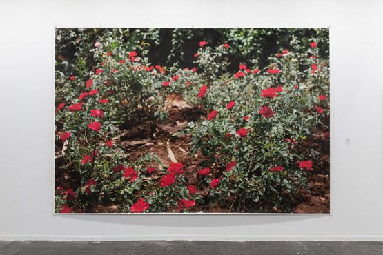 In the garden of the german ambassador in Addis Ababa by Wolfgang Tillmans contemporary artwork Photography