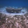 The Political Life of a Coral Lagoon 1 by Zheng Bo contemporary artwork Moving Image