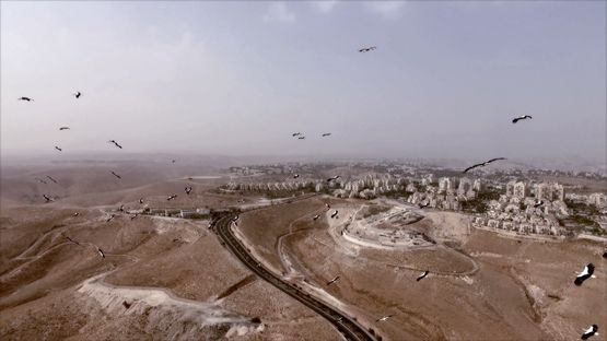 As Birds Flying by Heba Y. Amin contemporary artwork Moving Image