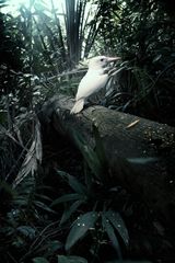 White Kingfisher Singapore by Robert Zhao Renhui contemporary artwork photography