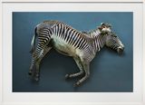 Zebra Equus grevyi Leibniz IZW Berlin by Thomas Struth contemporary artwork print
