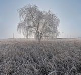Before a day overwhelms a tree III by Soon-Hak Kwon contemporary artwork photography print