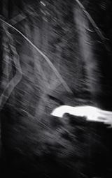 Nocturnal Assembly 1 by Anne Noble contemporary artwork print
