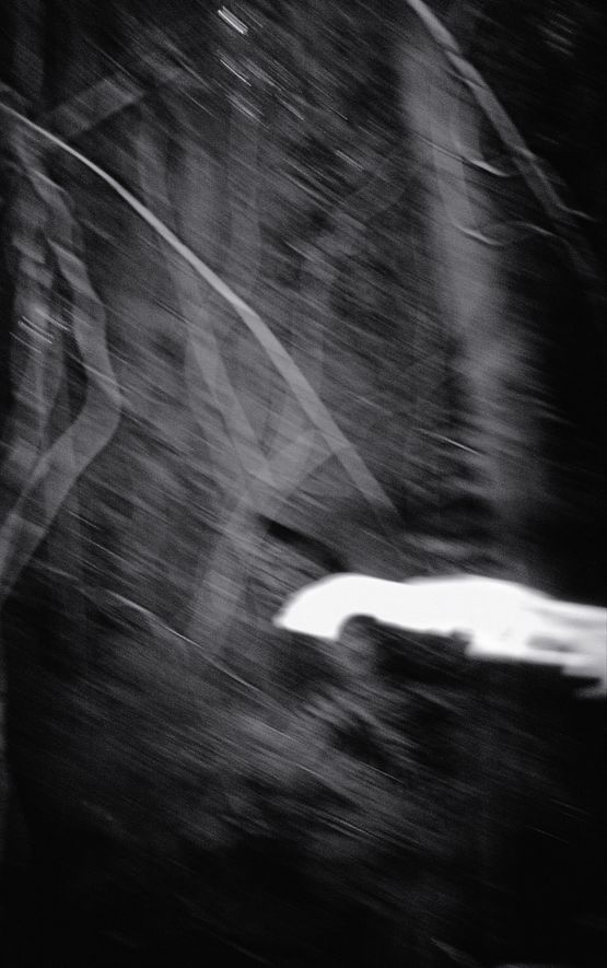 Nocturnal Assembly 1 by Anne Noble contemporary artwork Print