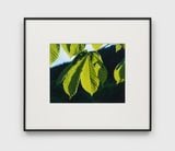Garten in Voigtmichelshof Alpirsbach June 7 2010 by Christopher Williams contemporary artwork print