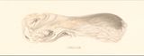 Mobius III by Zhang Xiaoli contemporary artwork works on paper