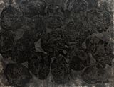 Hundred Layers of Ink - Dots by Yang Jiechang contemporary artwork works on paper