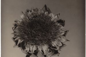 Walter Schels