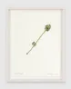 Snail Trumpet by David Byrne contemporary artwork Works on Paper