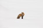 Fur is Worn by Beautiful AnimalsAnd Ugly People by Michel Zoghzoghi contemporary artwork Photography