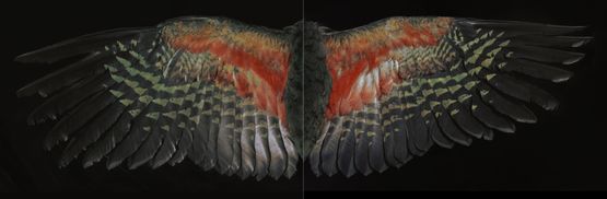 Davis Kea Wings by Fiona Pardington contemporary artwork Photography