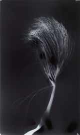 Untitled from Clearing by Simryn Gill contemporary artwork photography