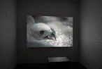 Social Cryptomnesia by Richard Frater contemporary artwork Moving Image
