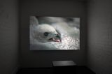 Social Cryptomnesia by Richard Frater contemporary artwork moving image