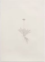 Common Dandelion Out of Place by Michael Landy contemporary artwork print