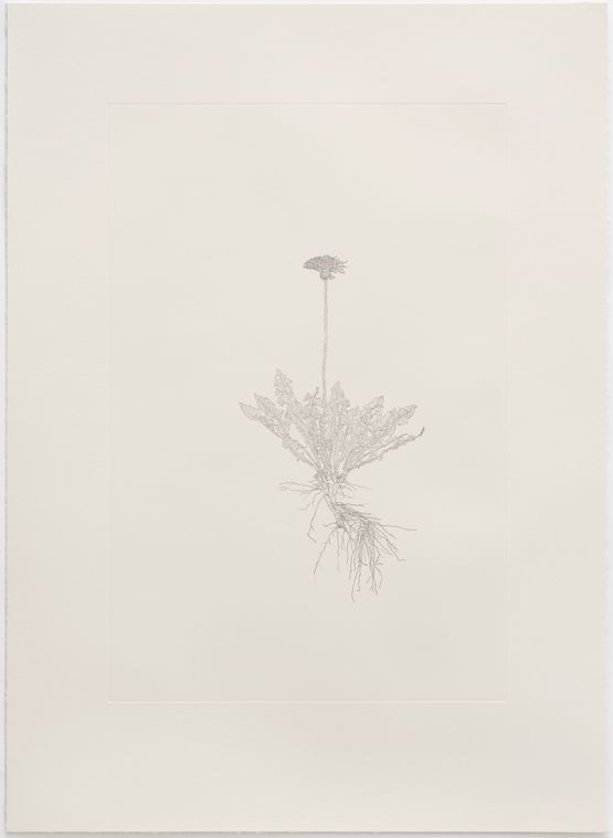 Common Dandelion Out of Place by Michael Landy contemporary artwork Print