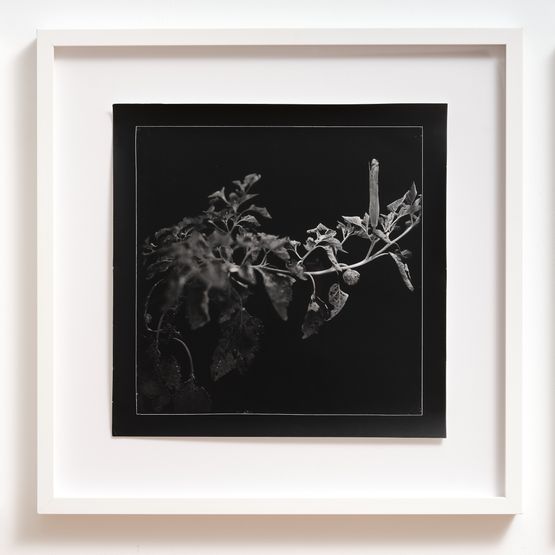 Atropine from sacred datura devils weed by Joyce Campbell contemporary artwork Photography