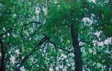 Green and the sky by Azade Koker contemporary artwork mixed media painting