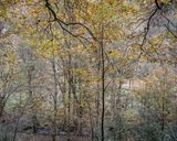Ubern Wald 3 by Peter Bialobrzeski contemporary artwork print
