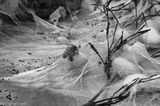 The Snow Butterfly by Liang Shaoji contemporary artwork photography