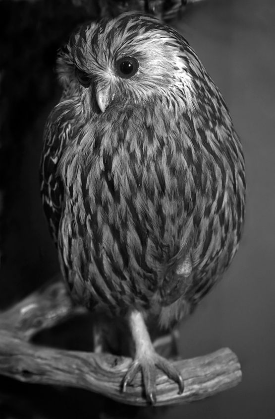 Laughing Owl Canterbury Museum by Fiona Pardington contemporary artwork Photography