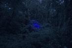 Bee Trap by Robert Zhao Renhui contemporary artwork Photography