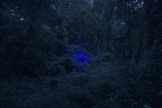 Bee Trap by Robert Zhao Renhui contemporary artwork Photography