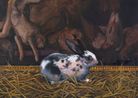 Media Diet by Louise Reynolds contemporary artwork Painting