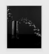 Love Apples I by Sarah Jones contemporary artwork photography