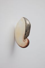 Passport Argonauta x by Zac Langdon-Pole contemporary artwork sculpture