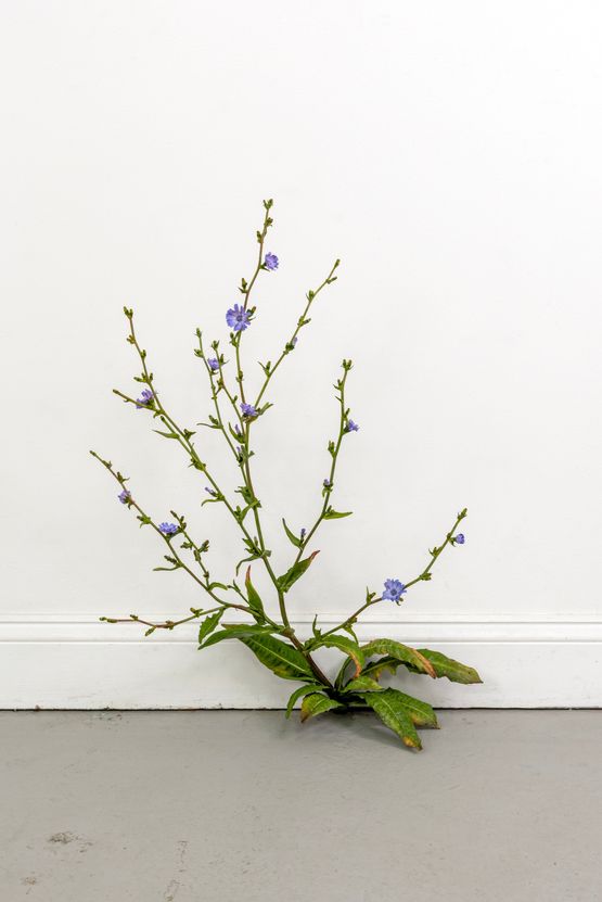 Weed by Tony Matelli contemporary artwork Sculpture