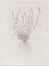 Hairy Bittercress Out of Place by Michael Landy contemporary artwork print