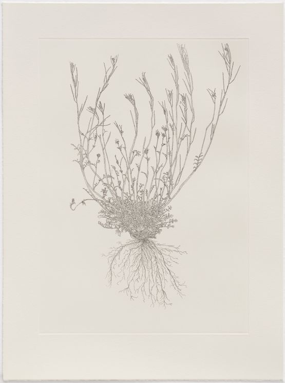 Hairy Bittercress Out of Place by Michael Landy contemporary artwork Print